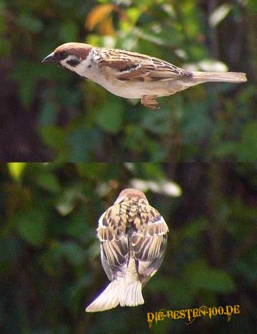 Spatz im Flug