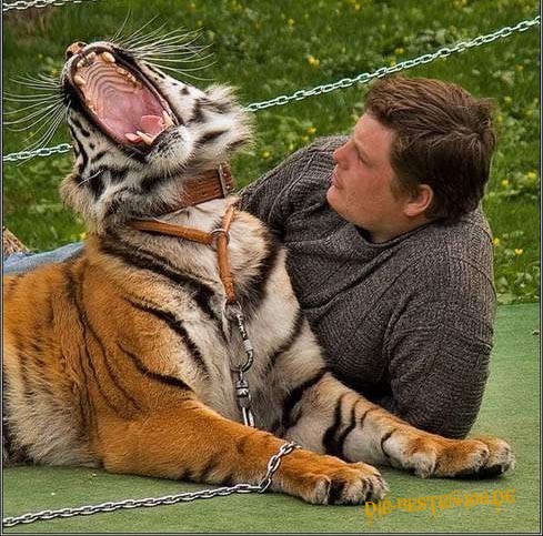Mutig, Tiger