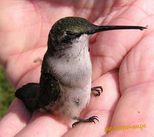 Die besten 100 Bilder in der Kategorie voegel: Kolibri