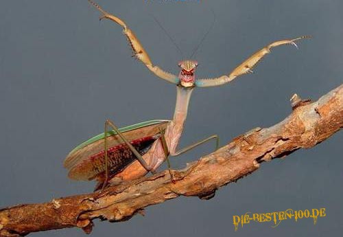 Die besten 100 Bilder in der Kategorie insekten: Gottesanbeterin-Posing