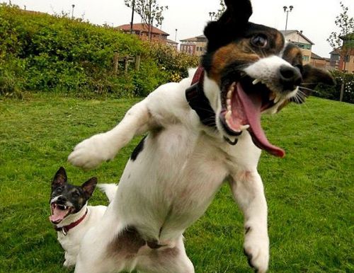 Die besten 100 Bilder in der Kategorie hunde: hund, grimasse, fun