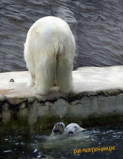 Die besten 100 Bilder in der Kategorie tiere: EisbÃ¤r pinkelt auf EisbÃ¤r