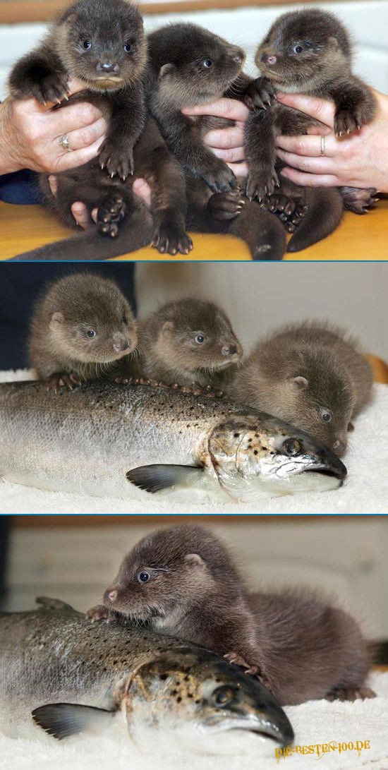 Fisch-Otter