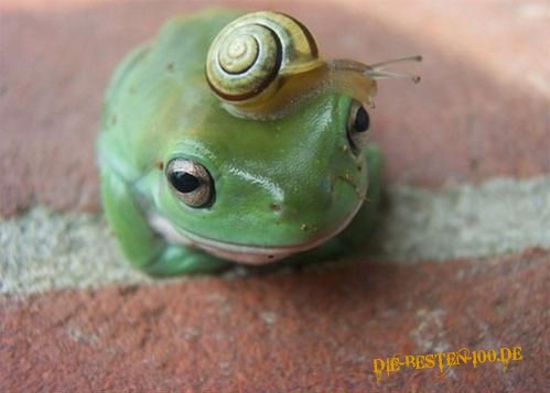Die besten 100 Bilder in der Kategorie reptilien: Schnecken-Frosch