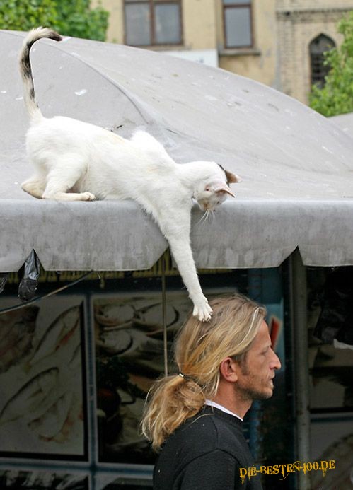 Katze macht sich nen Spass