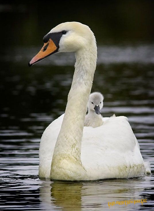 Schwan mit Jungem