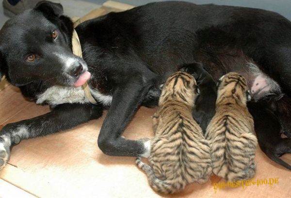 Die besten 100 Bilder in der Kategorie tiere: Tigerbabys tanken an Hund