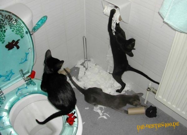 Katzen machen das Klo sauber