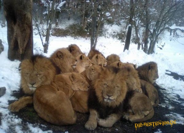 LÃ¶wen kuscheln sich zusammen