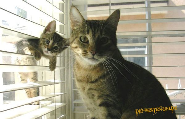 Die besten 100 Bilder in der Kategorie katzen: Katze schaut durch Jalousie