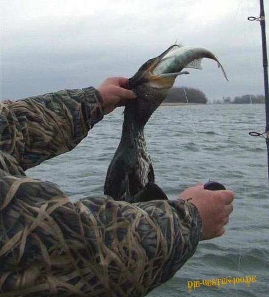 Die besten 100 Bilder in der Kategorie tiere: Kormoran mit Fisch geangelt