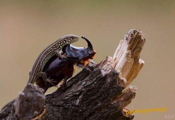 Die besten 100 Bilder in der Kategorie tiere: Eidechse auf NashornkÃ¤fer