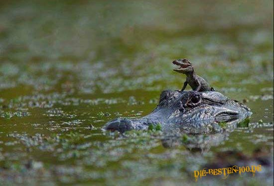 Die besten 100 Bilder in der Kategorie reptilien: Junges Krokodil auf Kopf von Mama