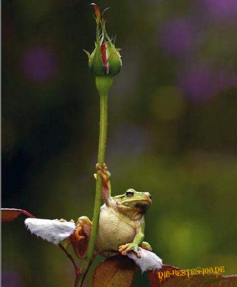 Frosch lehnt an Blume