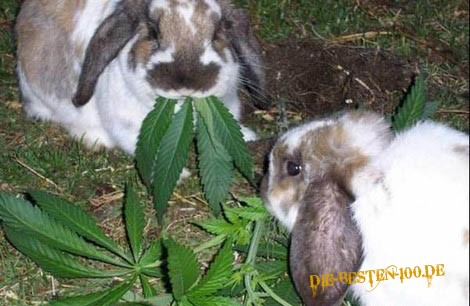 Die besten 100 Bilder in der Kategorie tiere: Cannabis-Hasen