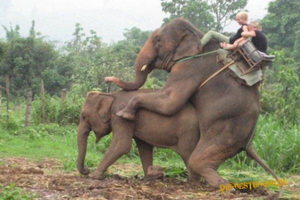 Elefanten, Spass