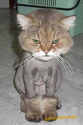 Die besten 100 Bilder in der Kategorie katzen: Schicke Katzen-Frisur
