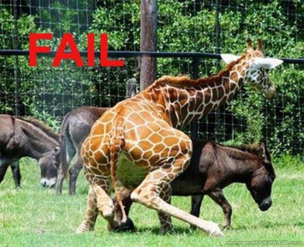 Die besten 100 Bilder in der Kategorie tiere: Giraffe poppt Gnu