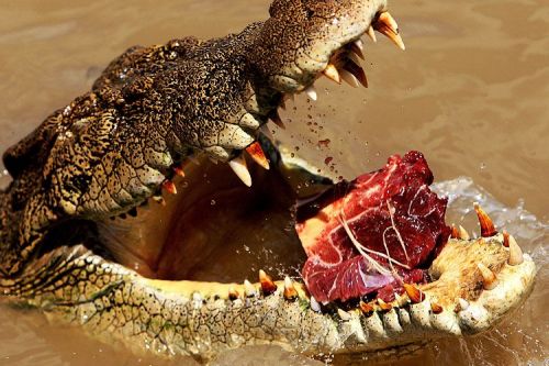 Die besten 100 Bilder in der Kategorie reptilien: krokodil, fleisch