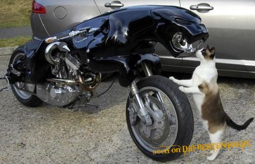 Die besten 100 Bilder in der Kategorie custom_bikes: Jaguar-Motorrad mit Katze