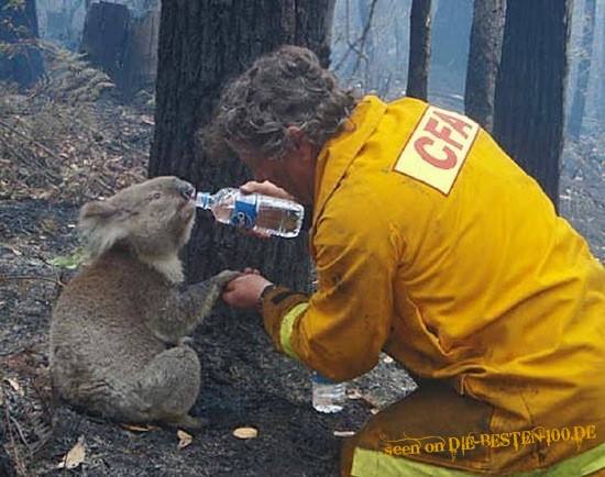 Koala-BÃ¤r wird nach Waldbrand versorgt