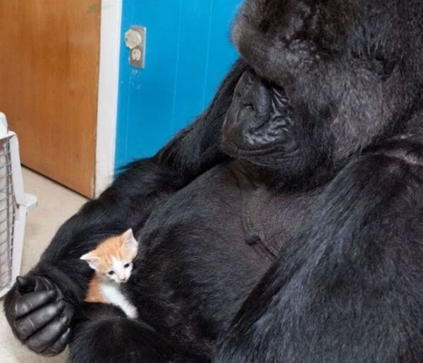 Die besten 100 Bilder in der Kategorie tiere: Gorilla und Katze