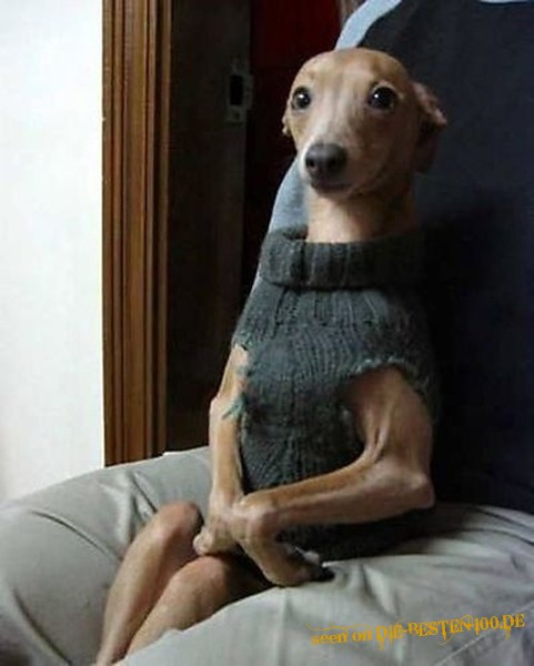 Hund mit Pullover
