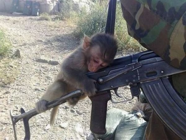Die besten 100 Bilder in der Kategorie tiere: Affe auf Waffe - DrÃ¼ck ab!