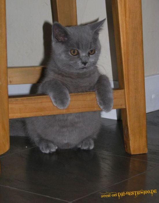 Die besten 100 Bilder in der Kategorie katzen: moppel-Katze