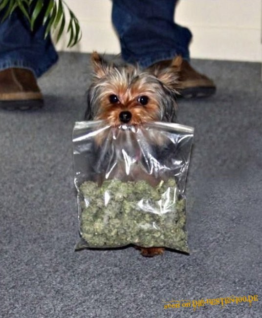 Die besten 100 Bilder in der Kategorie hunde: Drogen-Hund