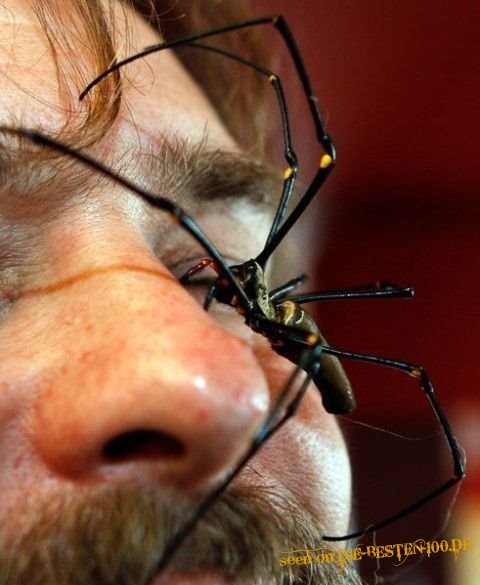 Die besten 100 Bilder in der Kategorie spinnentiere: Spinne im Gesicht