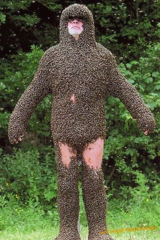 Die besten 100 Bilder in der Kategorie insekten: Bienen-Anzug
