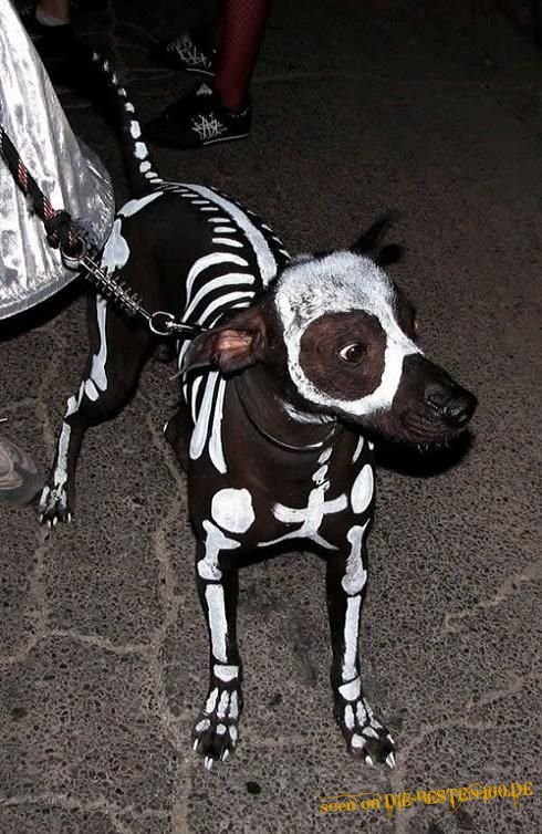 Die besten 100 Bilder in der Kategorie hunde: Skelett-Hund