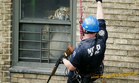 Die besten 100 Bilder in der Kategorie unglaublich: Jagd auf Hauskatze - Tiger im Haus