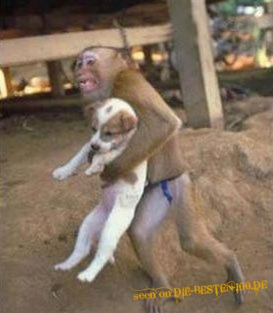 Die besten 100 Bilder in der Kategorie tiere: Affe rettet Hund