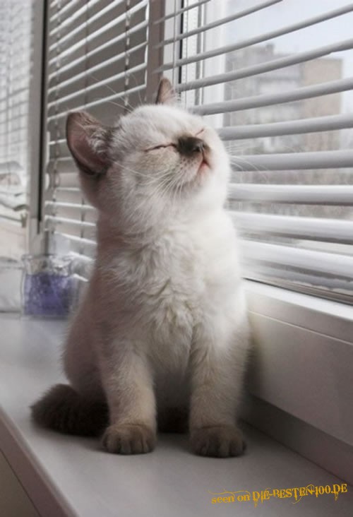 Die besten 100 Bilder in der Kategorie katzen: Knuddel-Katze genieÃt das Leben