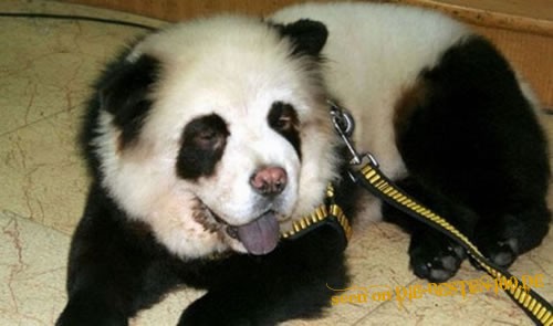 Die besten 100 Bilder in der Kategorie hunde: Panda-Hund