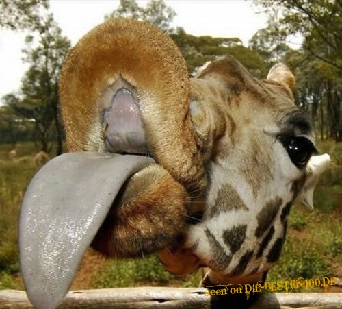 Nur einen Zungenkuss bitte! Geile Giraffe