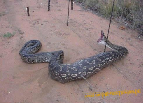 Die besten 100 Bilder in der Kategorie reptilien: Ãbergewichtige Schlange in Zaun gefangen