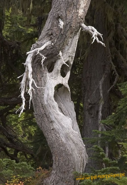 Geisterbaum - Ghost Tree