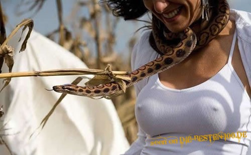 Die besten 100 Bilder in der Kategorie reptilien: Schlangen gefallen Ihr wohl! 