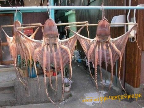 Octopussies hÃ¤ngen rum zum trocknen