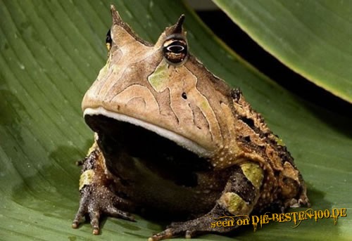 Die besten 100 Bilder in der Kategorie amphibien: Missgelaunter Durchtriebender Frosch - Scheming Frog