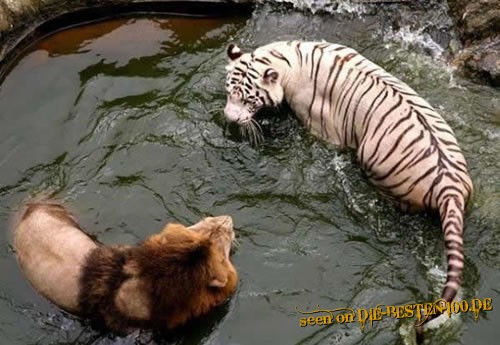 Die besten 100 Bilder in der Kategorie tiere: Tiger versus Lion