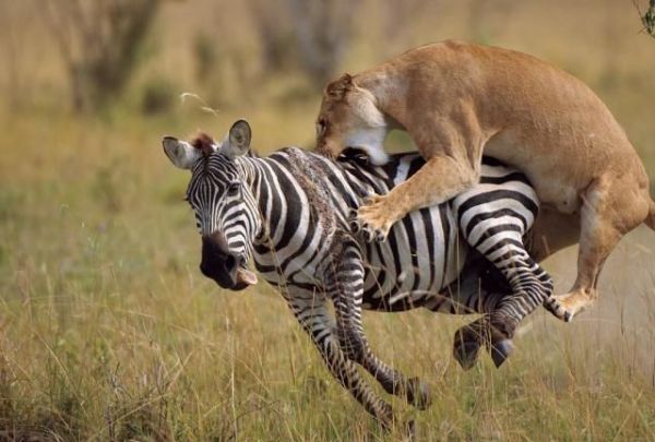 LÃ¶wen-Attacke auf Zebra