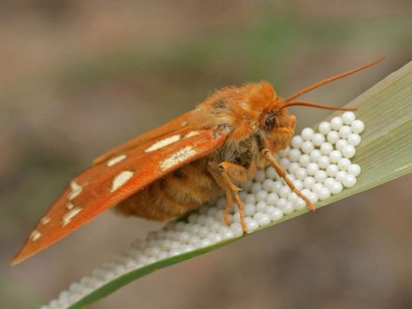 Die besten 100 Bilder in der Kategorie insekten: Nachtfalter mit Brut