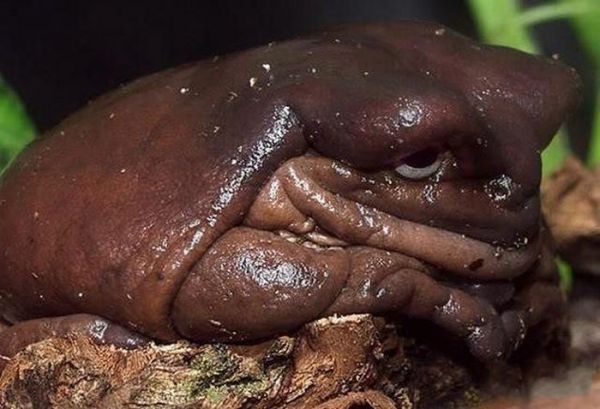Die besten 100 Bilder in der Kategorie amphibien: Frosch oder sowas Ã¤hnliches - ekelig