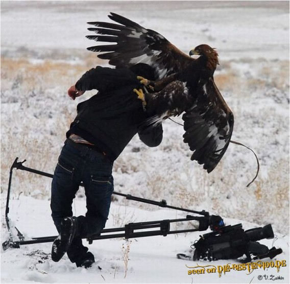 Die besten 100 Bilder in der Kategorie voegel: Kameramann wird von Adler angegriffen