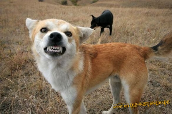 Die besten 100 Bilder in der Kategorie hunde: Angry Dog