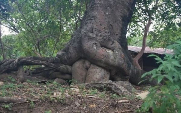 Die besten 100 Bilder in der Kategorie natur: Baum beim Geschlechtsverkehr von Hinten